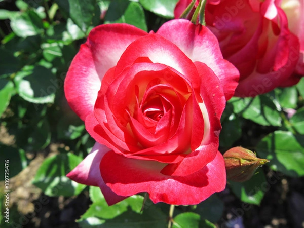 Fototapeta rosa bicolor
