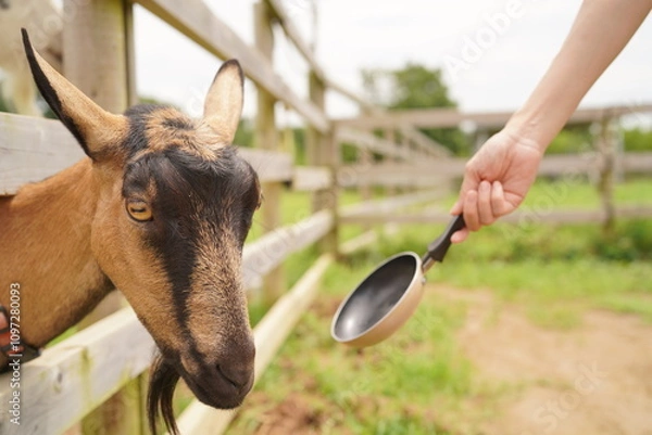 Obraz やぎに餌やり体験