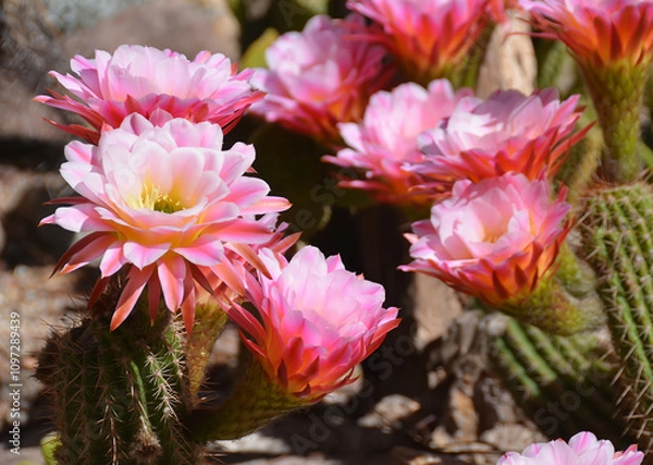 Obraz Echinopsis is a large genus of cacti native to South America, sometimes known as hedgehog cactus, sea-urchin cactus or Easter lily cactus. 