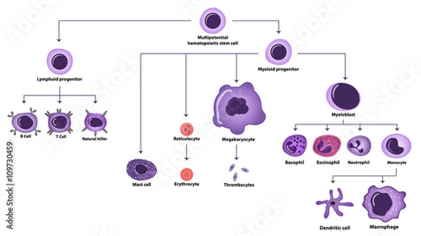 Obraz Hematopoiesis cell types scheme
