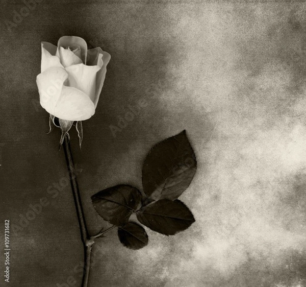 Fototapeta Condolence card - white rose on marble