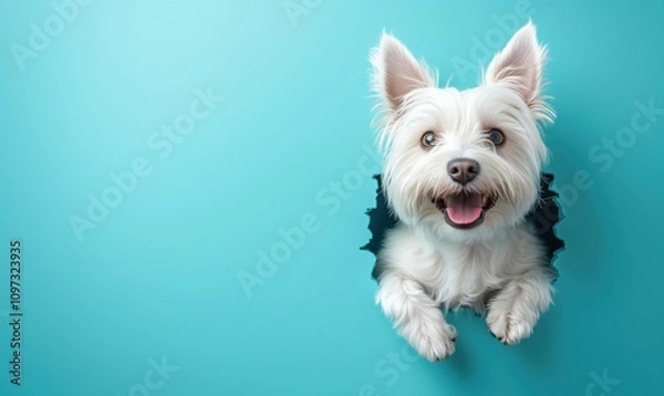 Fototapeta Dog peeking through wall, fluffy white fur, bright blue background, playful expression, ears perked up, joyful demeanor