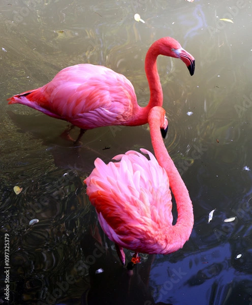 Obraz American flamingo (Phoenicopterus ruber) is a large species of flamingo closely related to the greater flamingo and Chilean flamingo native to the Neotropics.