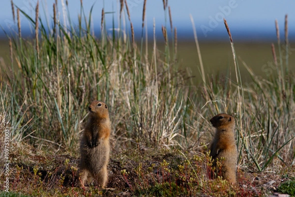 Obraz Ground squirrel, also known as Richardson ground squirrel or siksik in Inuktitut, standing among arctic grass and looking around, Arviat, Nunavut, Canada