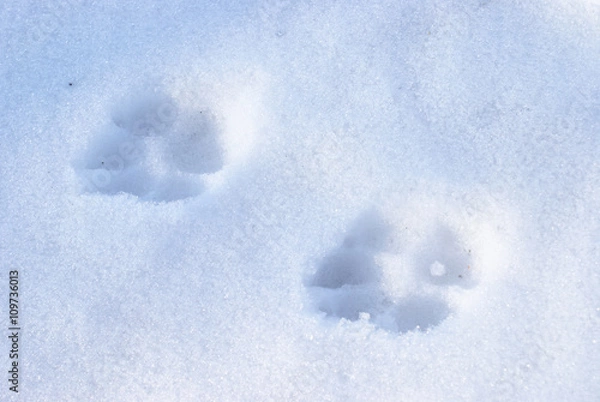 Obraz Winter Dog Tracks