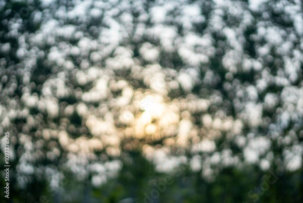 Fototapeta blurred background of abstract trees with sunlight.