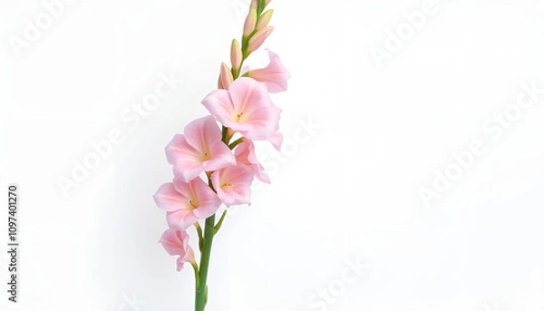 Obraz close-up of a pink gladiolus flower