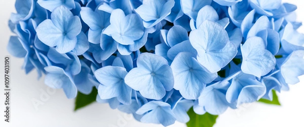 Fototapeta abstract background with blue hydrangea flowers