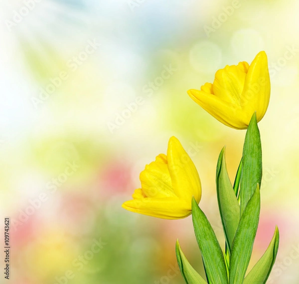 Fototapeta Spring landscape. beautiful spring flowers tulip