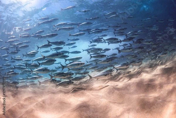 Fototapeta A captivating underwater view of a school of salmon swimming gracefully over sandy seabeds in Sydney, Australia.