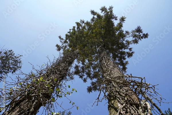 Fototapeta Tall trees and blue sky background. Majestic high trees at Hill station in Yercaud, Tamilnadu.