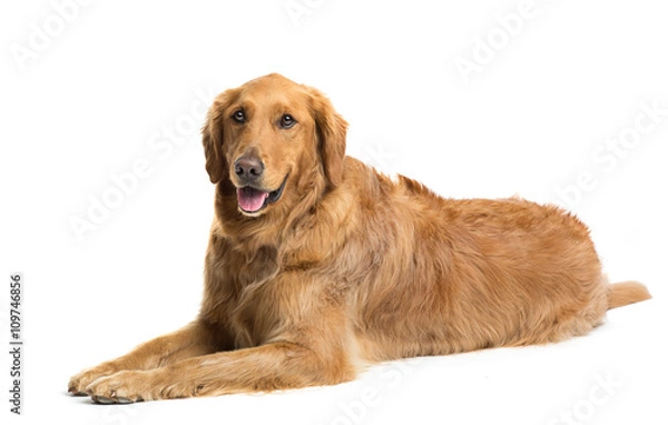 Obraz Golden Retriever