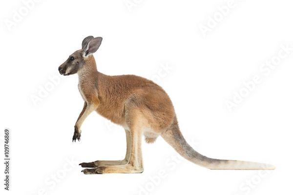 Fototapeta Profil Baby Red Kangaroo