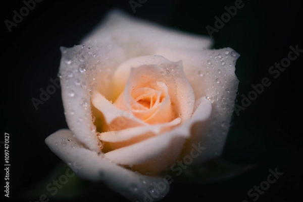 Obraz Beautiful rosebud with droplets