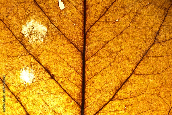 Fototapeta Old leaf transparance on back light and can see