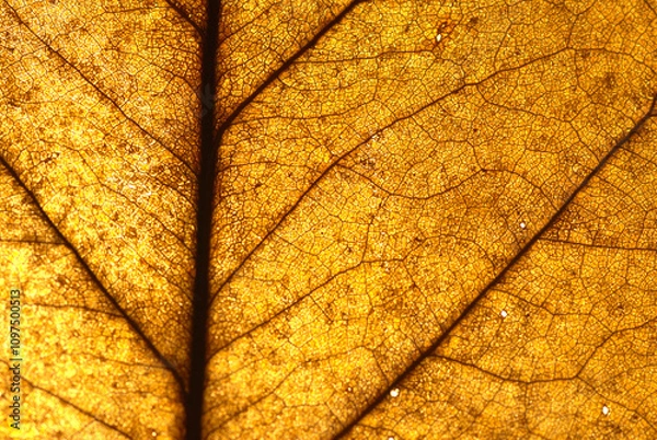 Fototapeta Old leaf transparance on back light and can see
