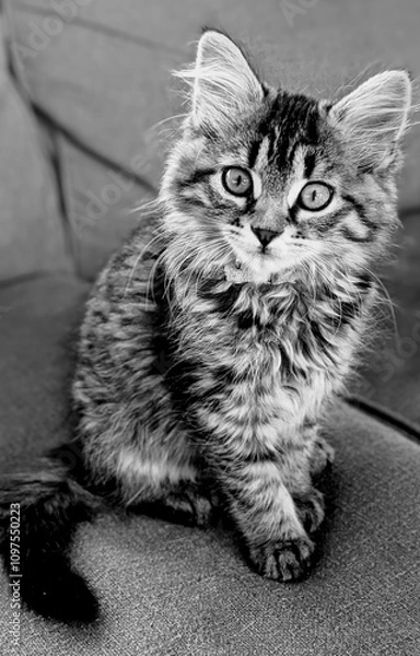 Obraz black and white kitten