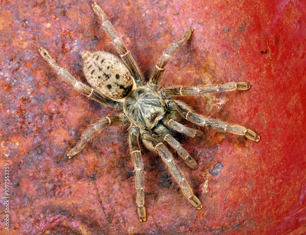 Obraz Brown Baboon Tarantula on a rusty background.