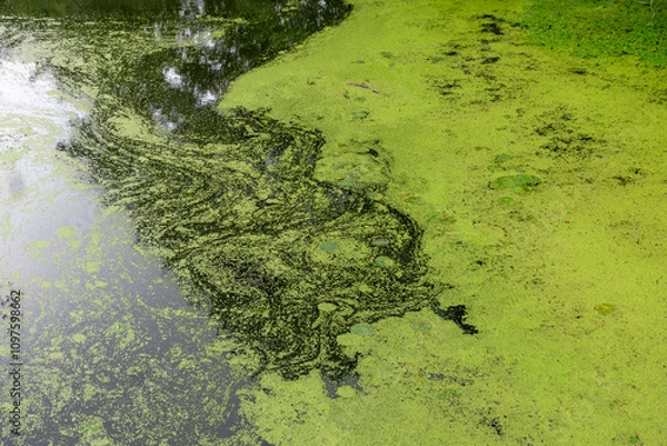 Fototapeta river view, river surface covered with algae, green landscape from summer