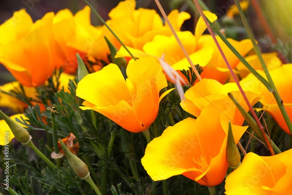Obraz Field of California poppy flowers