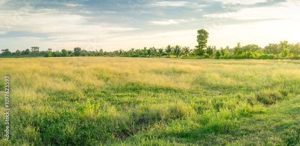 Fototapeta Empty dry cracked swamp reclamation soil, land plot for housing construction Green meadow, beautiful views and beautiful blue sky with fresh air Land for sales landscape concept.