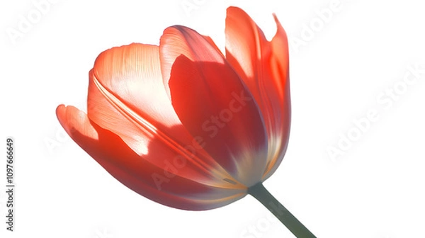 Fototapeta tulip isolated on white