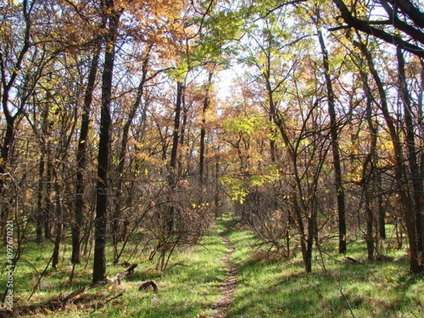 Obraz A view from the depths of the forest at the tops of trees shining with autumn leaves that have not yet fallen under the rays of the setting evening sun.