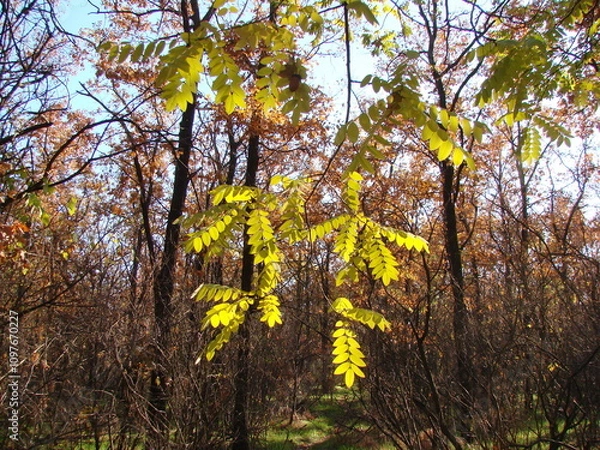 Fototapeta A pleasant meeting with acacia leaves illuminated by the rays of the sun inside the Khortytsia forest on a warm autumn day.