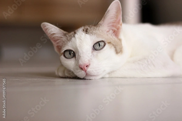 Obraz The cat lay on the floor in living room