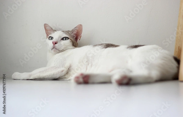 Obraz The cat lay on the floor in living room