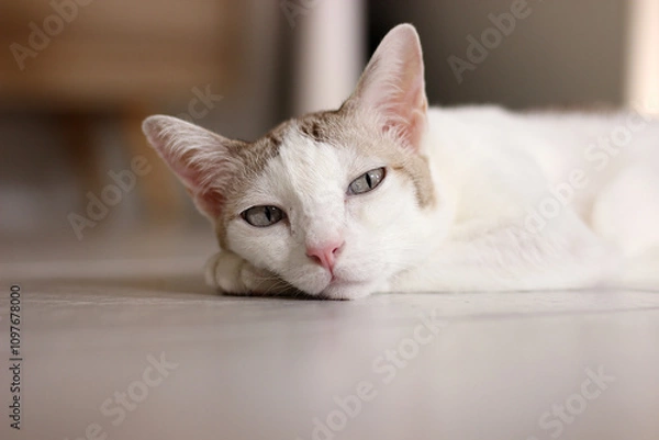 Obraz The cat lay on the floor in living room