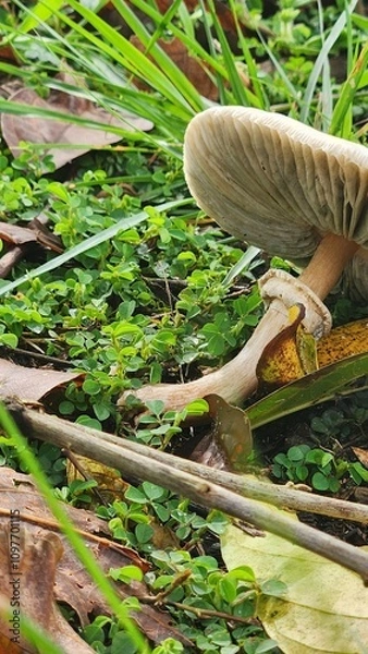 Obraz mushroom in the forest