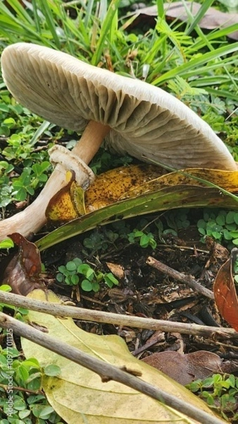 Obraz mushroom in the forest