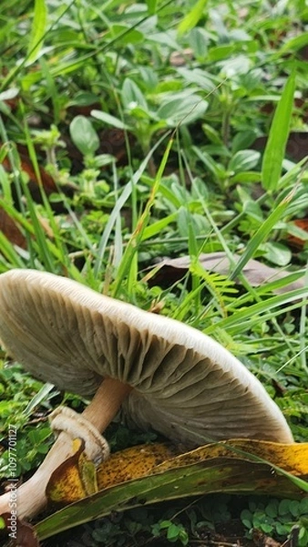 Obraz mushroom in the forest