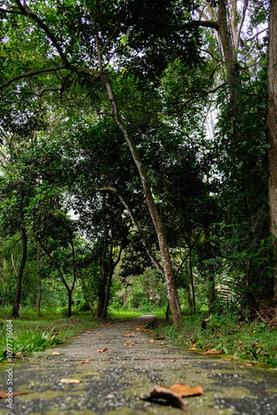 Fototapeta Footpath through the greenery in Pekanbaru city forest.