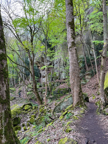Fototapeta Dirt path in the forest between trees, dry leaves and rocks in the Mullerthal region in Luxembourg
