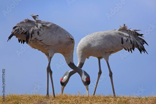 Fototapeta Żuraw, Grus grus, karmienie trawy, dwa duże ptaki w siedlisku przyrody, Jezioro Hornborga, Szwecja