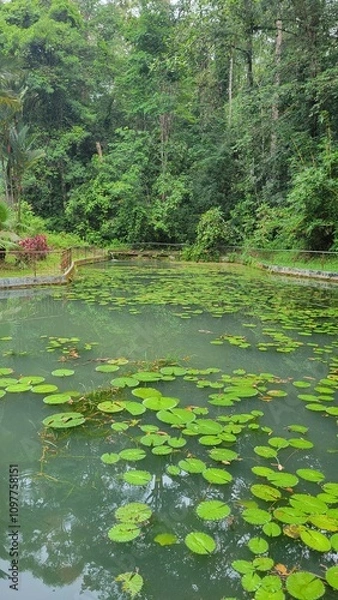 Obraz lake in the forest