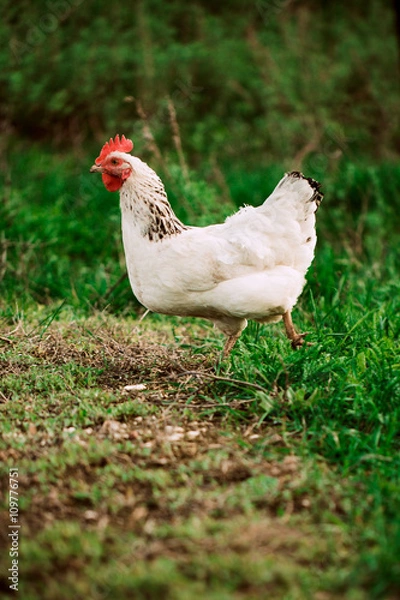 Obraz rustic chicken white coloring on a background of grass