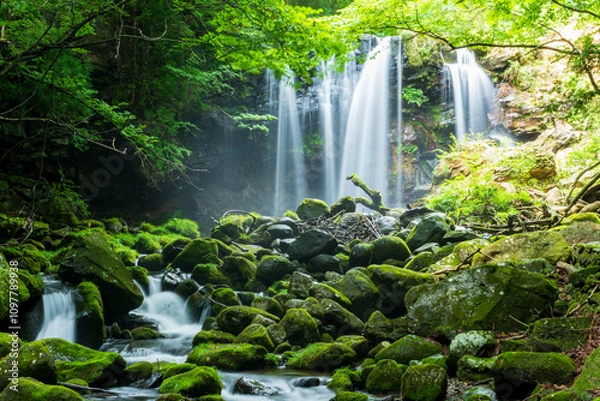 Fototapeta 那須の森