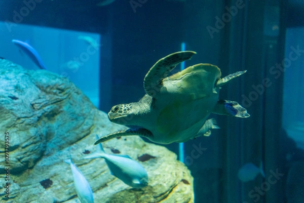 Obraz 悠然と泳ぐウミガメ