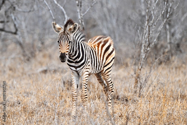 Obraz Junges Zebra
