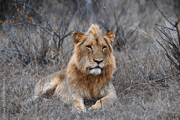 Obraz Junger mänlicher Löwe im Gras
