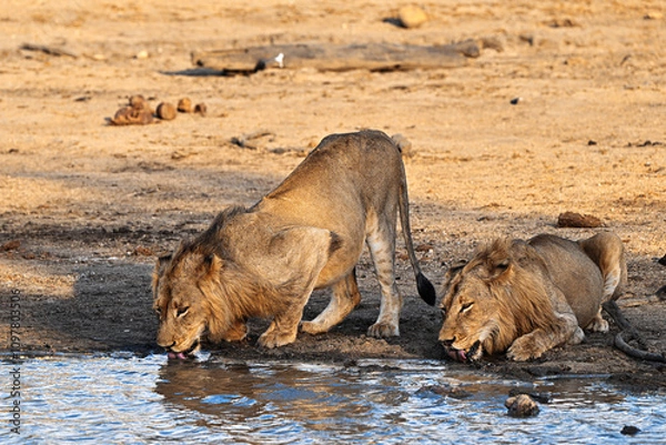 Obraz 2 Löwen trinkend am Wasserloch

