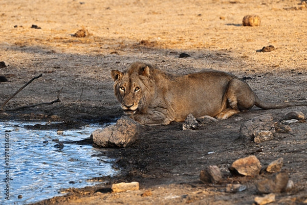Obraz Löwe am Wasserloch
