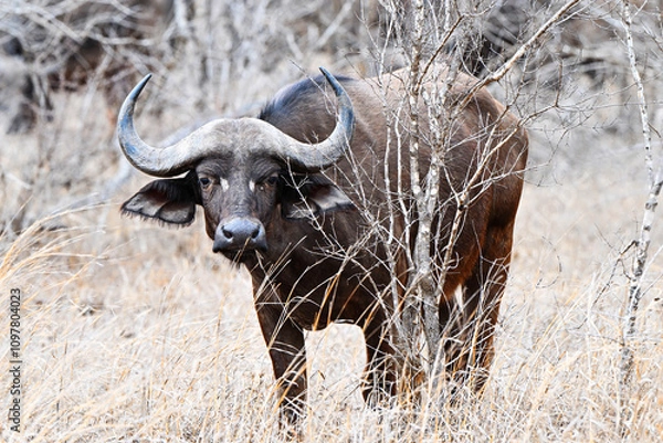 Obraz Afrikanischer Büffel