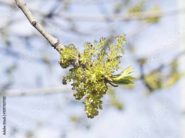 Fototapeta Flowers Common Ash, Fraxinus, excelsior, on branch with bokeh background macro, selective focus, shallow DOF