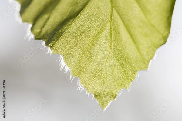 Fototapeta Ash tree leaf tip