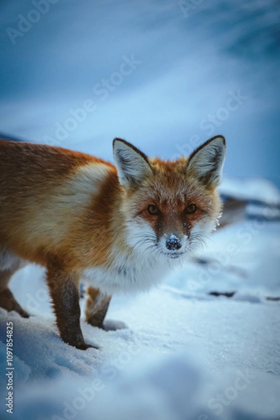 Obraz Wild fox in the mountains, winter