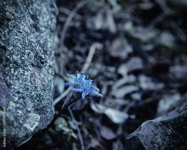 Obraz Blue little flower in the stones